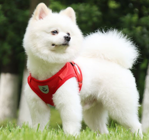 강아지 하네스와 함께 안전한 산책을! 루이파파몰에서 만나보세요